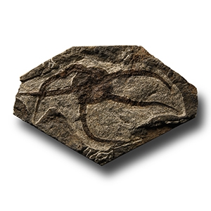 Natural History - Fossil Brittle Star