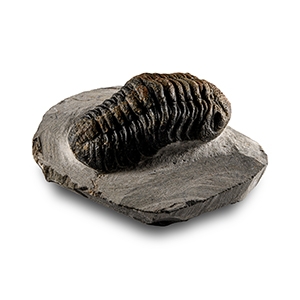 Natural History - Fossil Speculator Trilobite