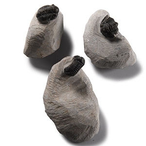 Natural History - Fossil Trilobite Group