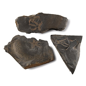 Natural History - Fossil Brittle Star Group