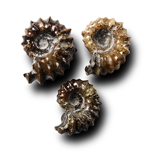 Natural History - Polished Douvilleiceras Fossil Ammonite Group