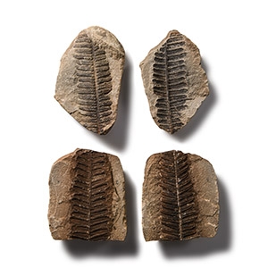 Natural History - Fossil Seed Fern Pair Group