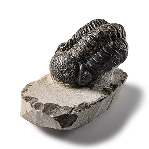 Natural History - Fossil Speculator Trilobite