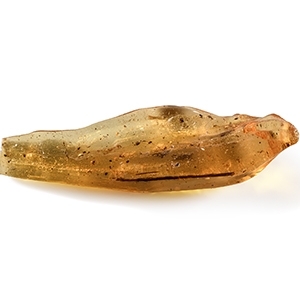 Polished Copal with Insects