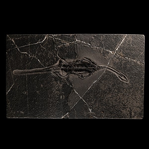 Natural History - Fossil Keichousaurus Marine Reptile Skeleton