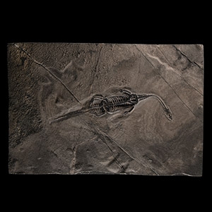 Natural History - Fossil Keichousaurus Marine Reptile Skeleton