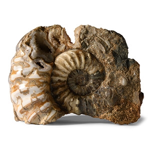 Natural History - British Polished Ammonite Display