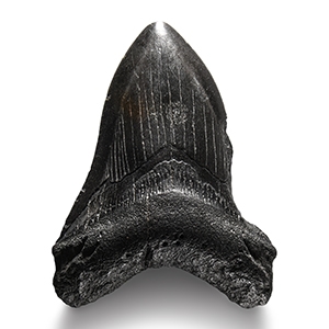 Natural History - Megalodon Giant Shark Fossil Tooth