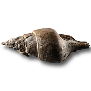 Natural History - Large Fossil Clavilithes Gastropod