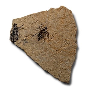 Natural History - Fossil Dragonfly Larvae