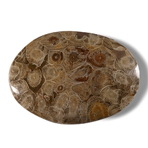 Natural History - Polished Fossil Hexagonaria Coral