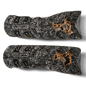 Natural History - Large Cut and Polished Fossil Orthoceras