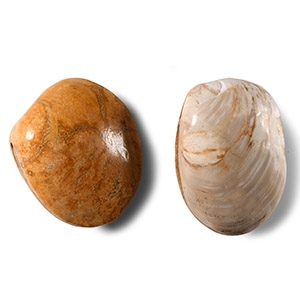 Natural History - Polished Fossil Bivalve Group