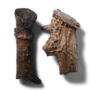 Natural History - Fossil Deer Antler Group