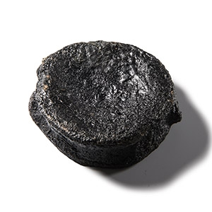 Natural History - Fossil Icthyosaur Marine Dinosaur Vertebra