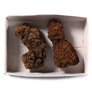 Natural History - Fossil Turtle Coprolite Group