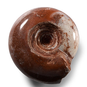 Natural History - Polished Fossil Ammonoid