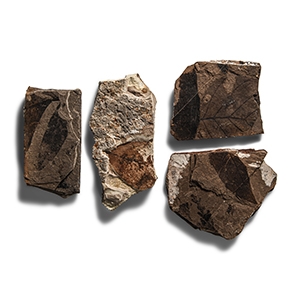 Natural History - Fossil Leaf Group