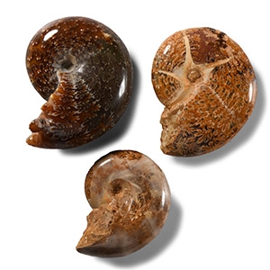 Natural History - Phylloceras Fossil Ammonite Group