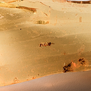 Natural History - Polished Copal with Insects