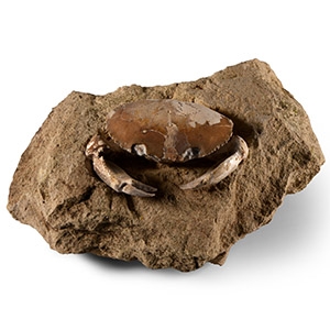 Natural History - Fossil Crab