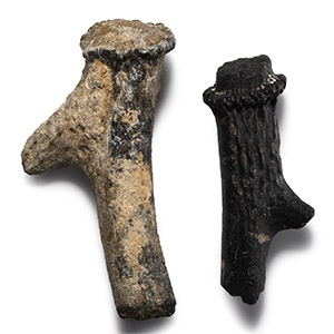 Natural History - Fossil Deer Antler Group