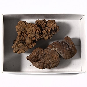 Natural History - Fossil Turtle Coprolite Group