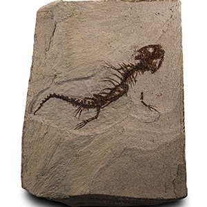 Natural History - Extinct Genus of Prehistoric Fossil Salamander Skeleton
