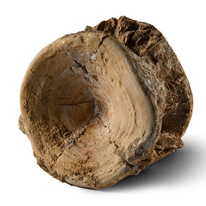 Natural History - Large Fossil Shark Vertebra