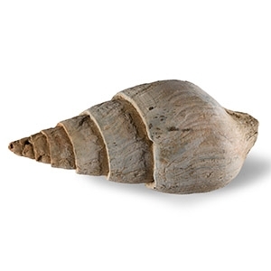 Large Fossil Clavilithes Gastropod