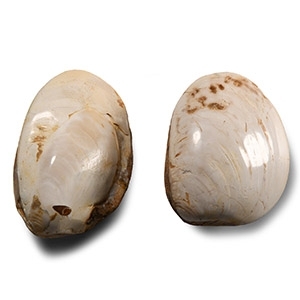 Polished Fossil Bivalve Group