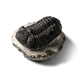Natural History - Fossil Rana Trilobite