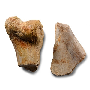 Natural History - Deltadromeus Dinosaur Fossil Bone Group