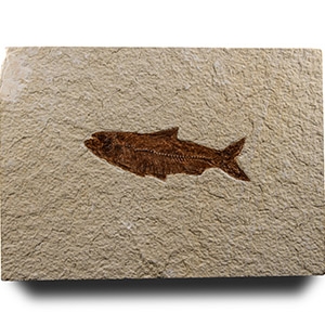 Natural History - Knightia Fossil Fish