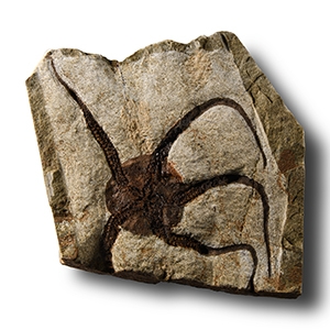 Natural History - Fossil Brittle Star