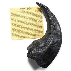 Natural History - UK Baryonyx Hand Claw Replica