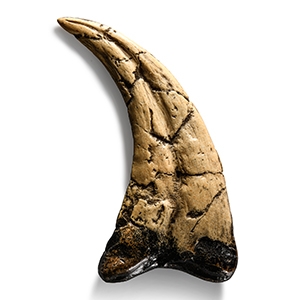 Natural History - Utahraptor Killing Claw Replica