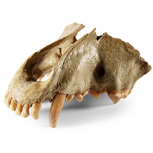 Natural History - Cave Hyena Upper Jaw