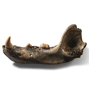 Natural History - Cave Bear Lower Jaw