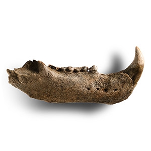 Natural History - Cave Bear Lower Jaw
