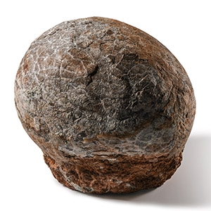 Natural History - Fossil Hadrosaur Dinosaur Egg