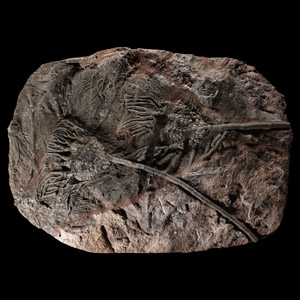 Natural History - Large Crinoid Fossil Display Plate
