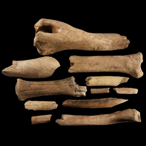 Natural History - British Bison Bone Group