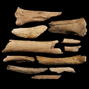 Natural History - British Bison Bone Group
