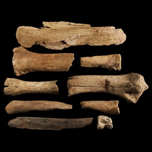 Natural History - British Bison Bone Group