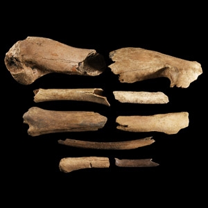 Natural History - British Bison Bone Group