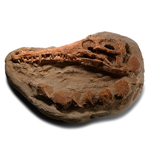 Natural History - Fossil Crocodile Skull and Vertebrae