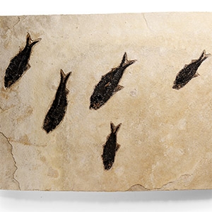 Natural History - Large Multi Fossil Fish Plate
