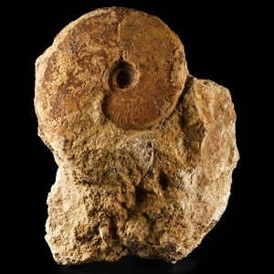 Natural History - British Brasilia Fossil Ammonite