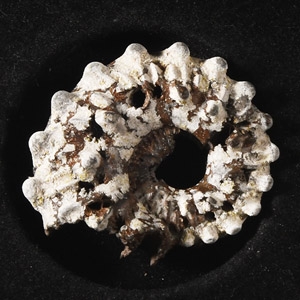 Natural History - British Fossil Ammonite